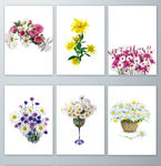 菊花免抠图PNG素材