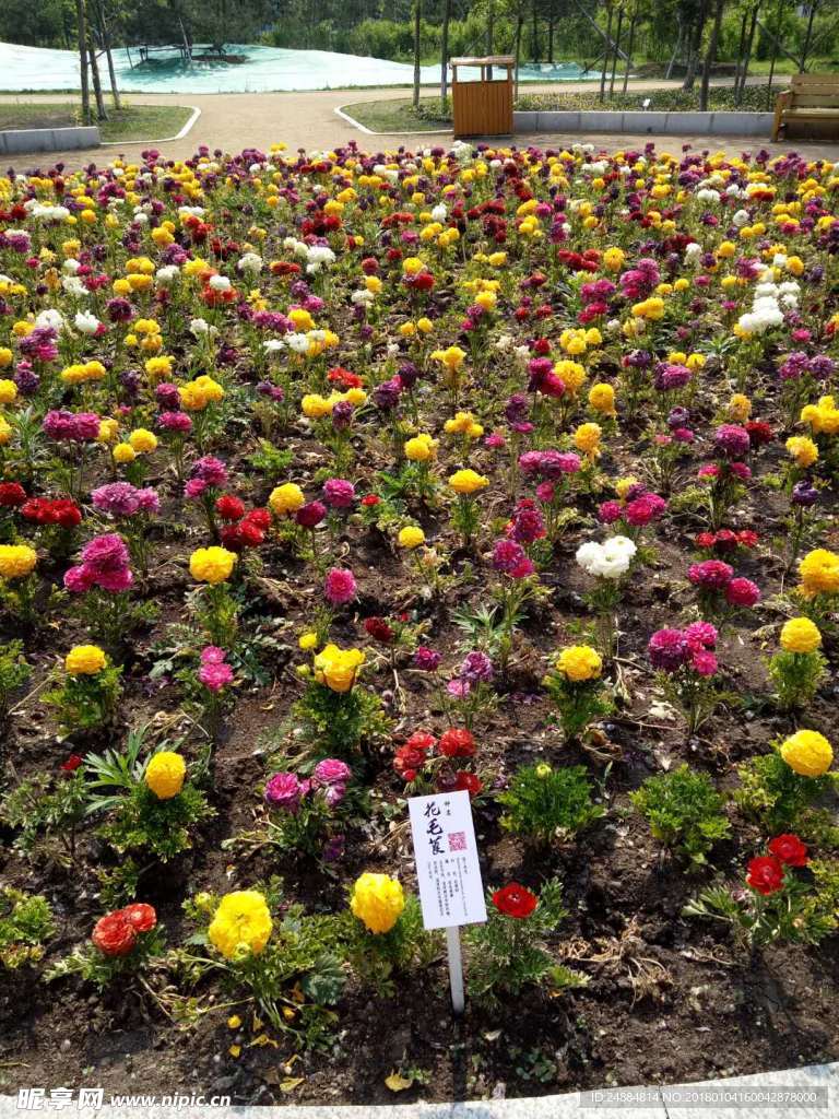 花卉
