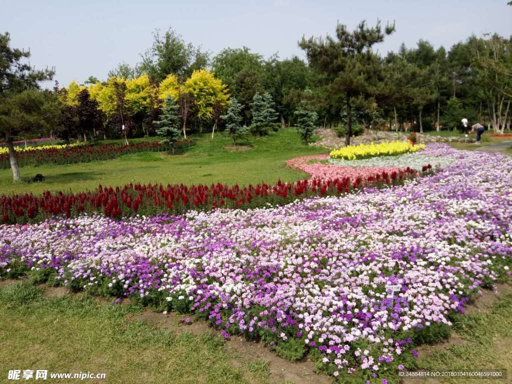 紫色花