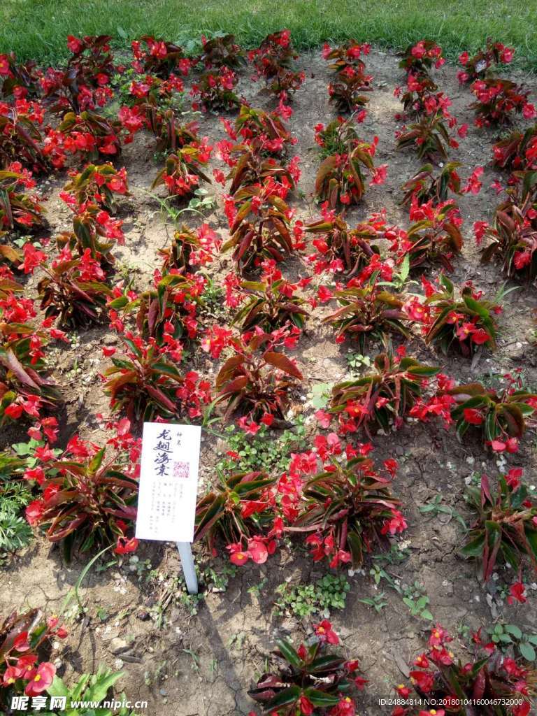红色花