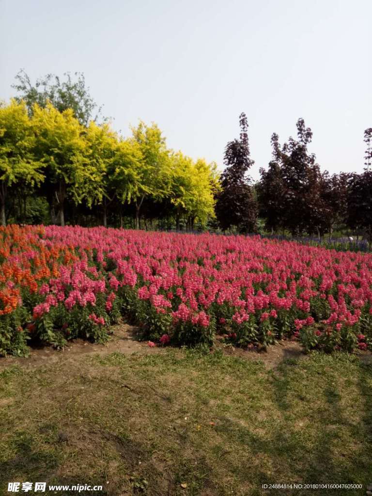 花与树木