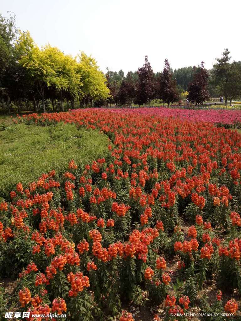 花