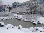 池塘冬天雪景