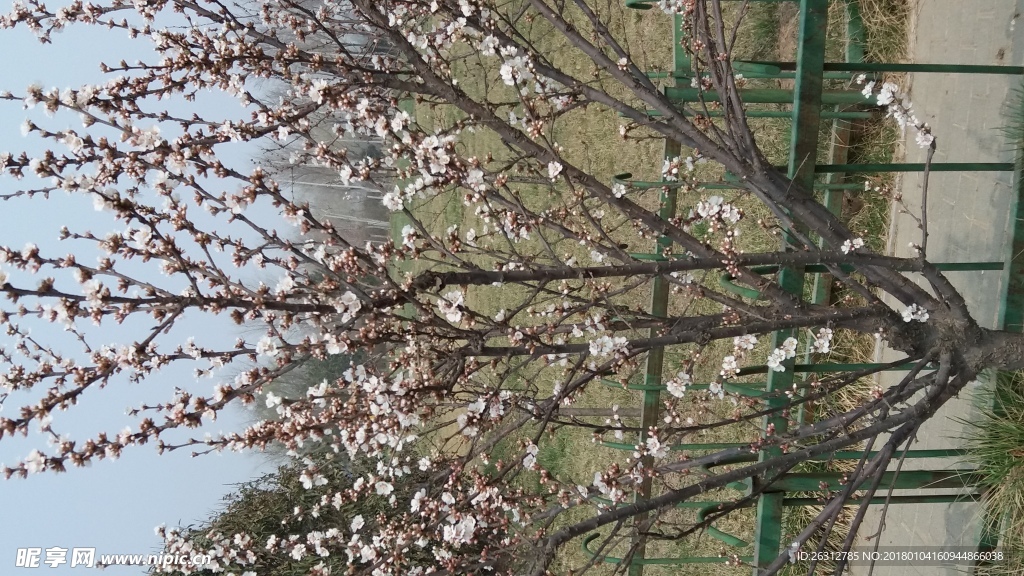 春色桃花