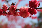 赏花