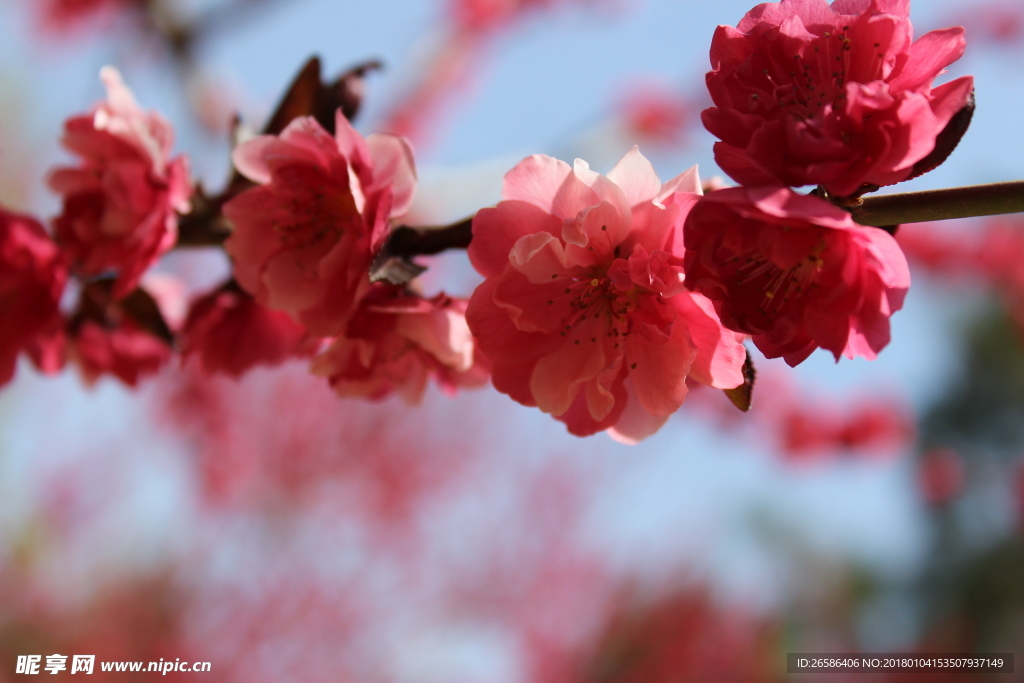 赏花