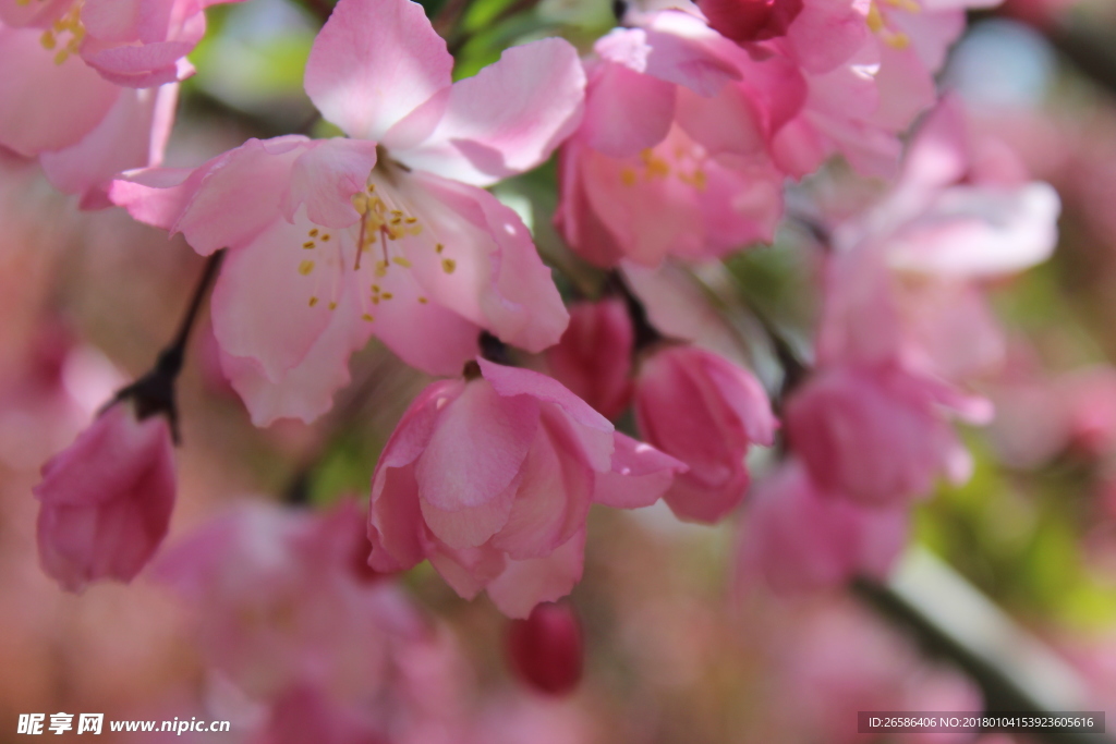 赏花
