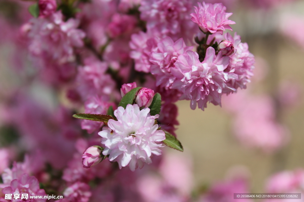 樱花
