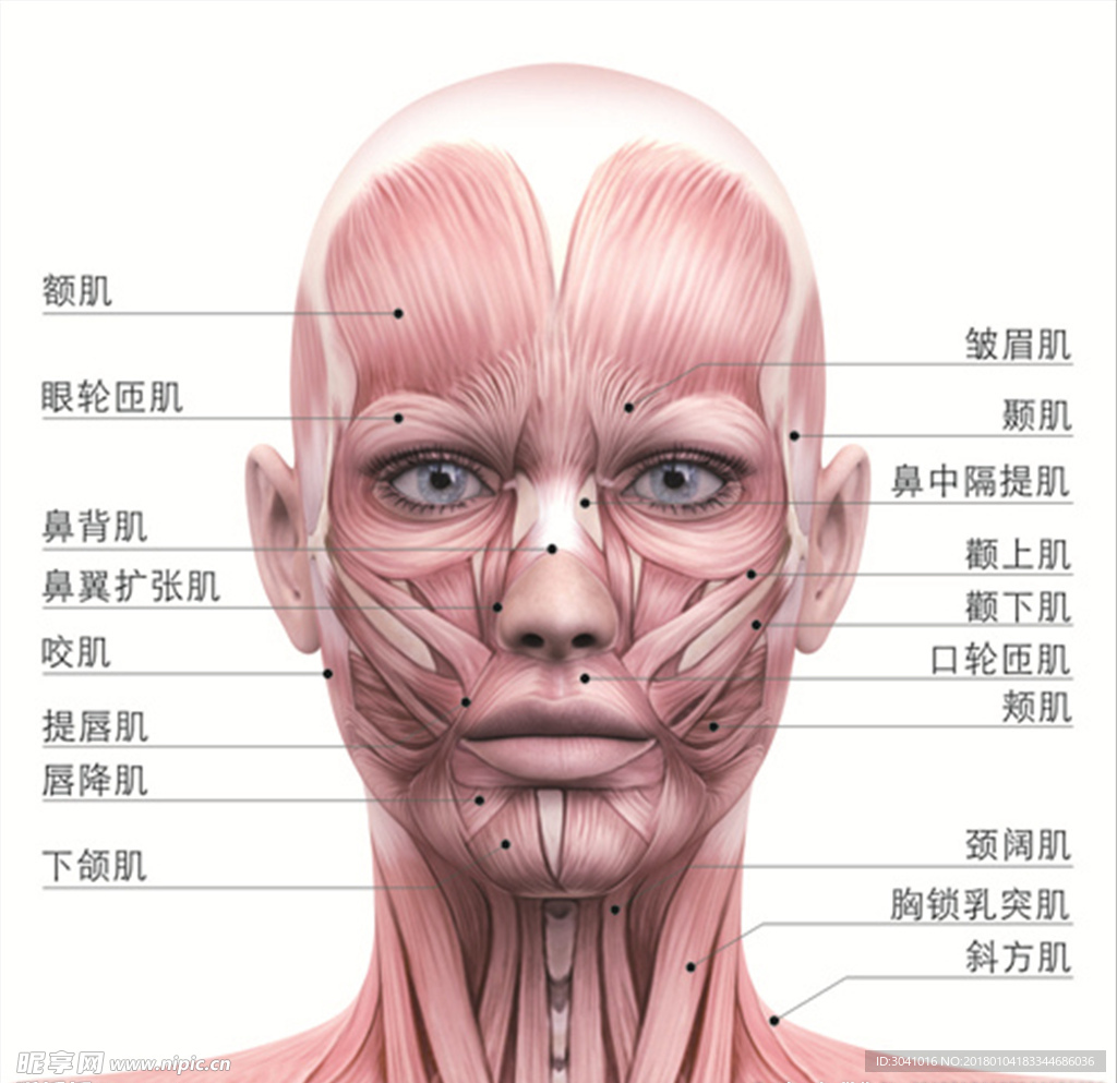 微整形面部结构图设计图__其他_广告设计_设计图库_昵图网nipic.com