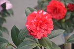 山茶花