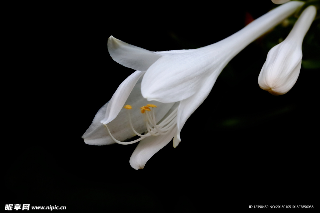 白玉簪花