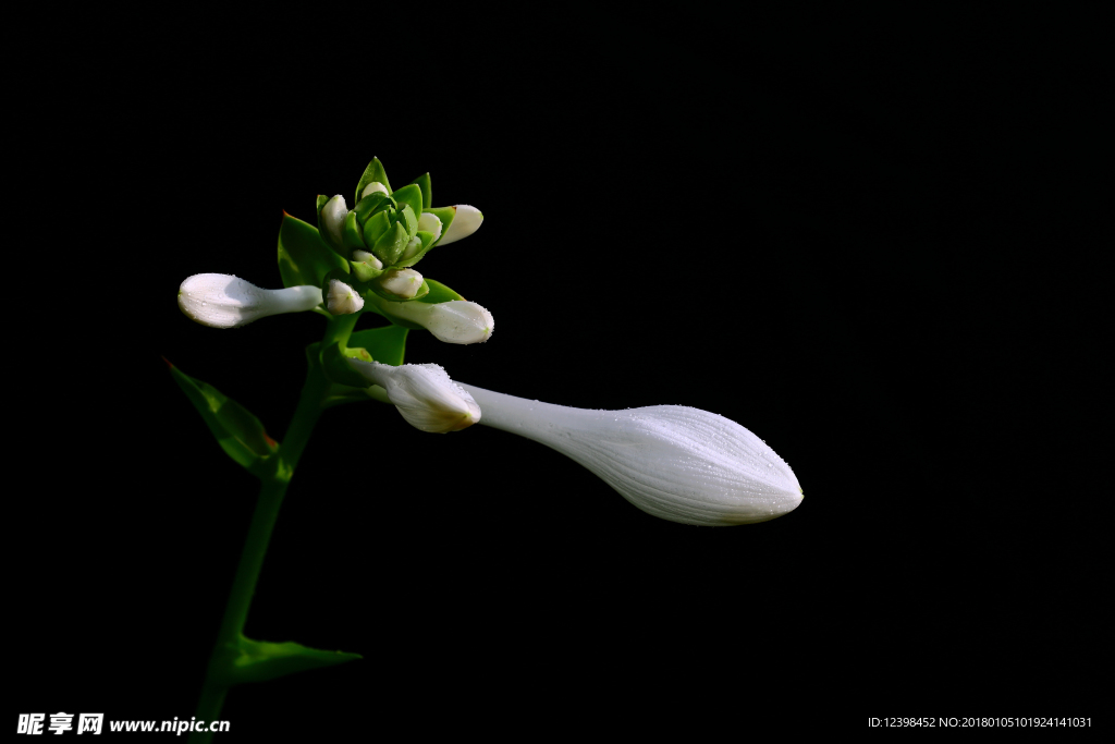 白玉簪花