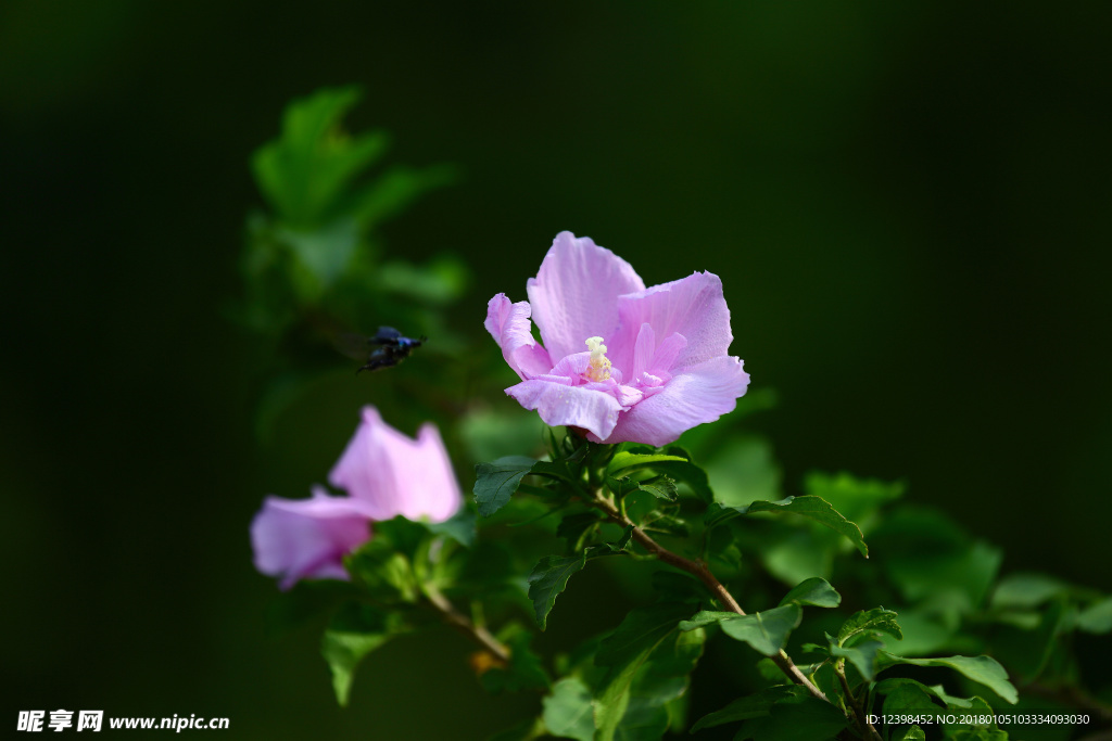 木槿花