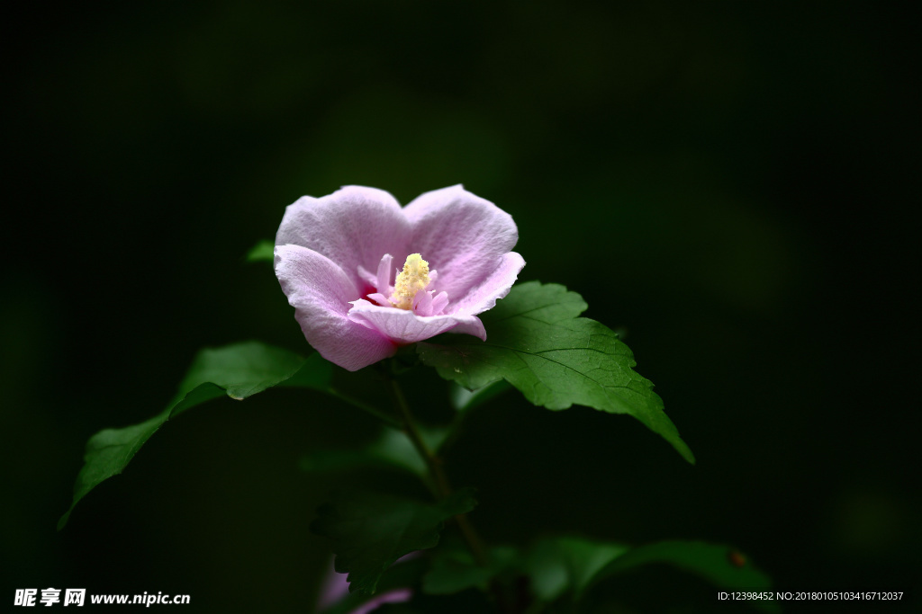 木槿花