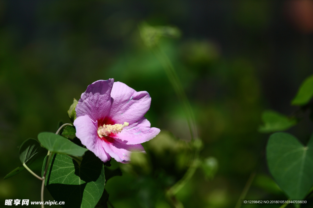 木槿花
