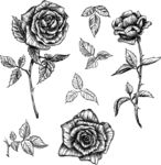 手绘花