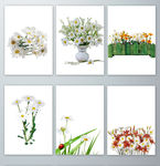 免抠图元素菊花PNG