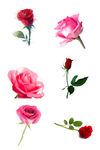 优美红色玫瑰花透明png