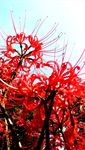 彼岸花