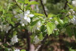 赏花