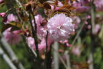 赏花