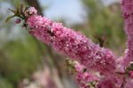 赏花