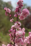 赏花
