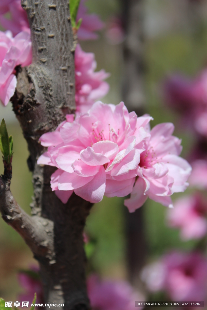赏花
