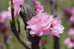 赏花