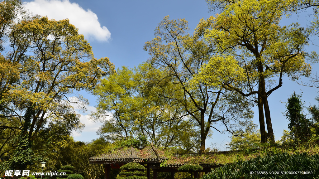 香樟