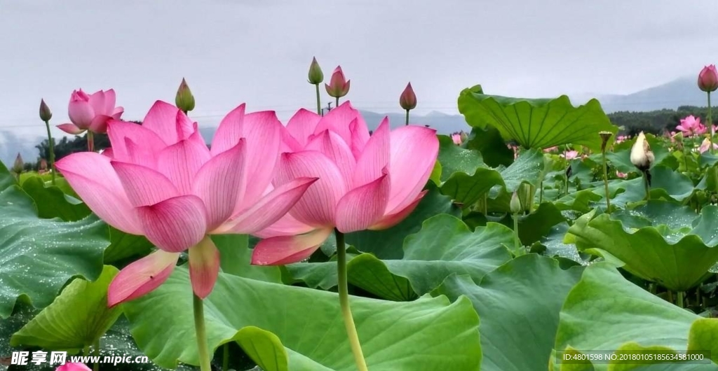 荷花
