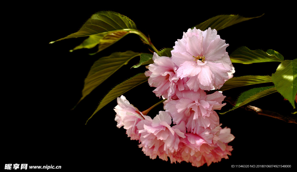 樱花