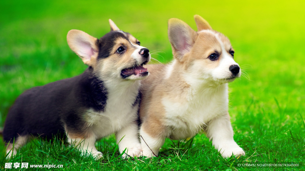 柯基犬