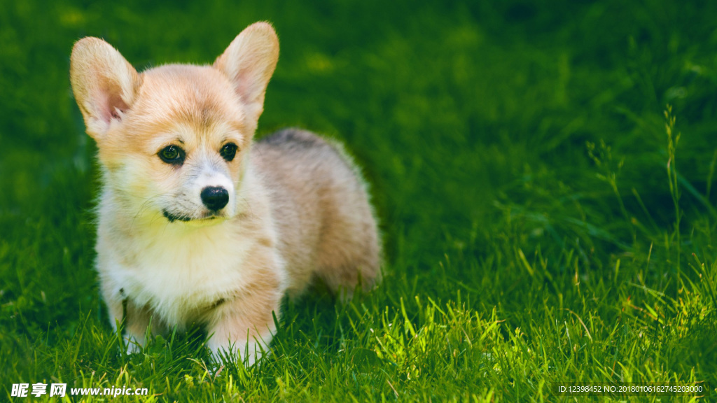 柯基犬