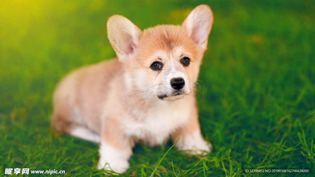 柯基犬