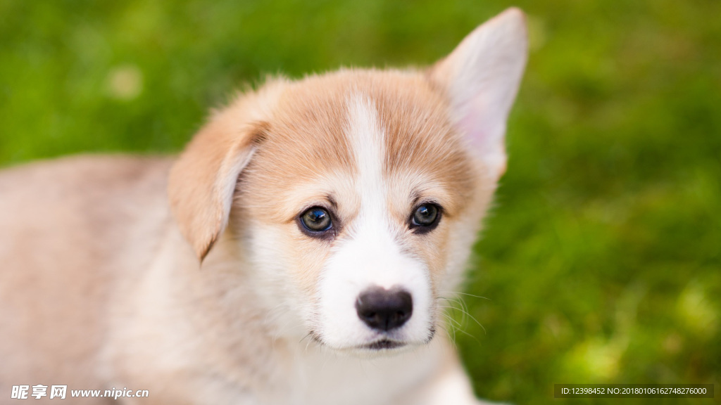 柯基犬