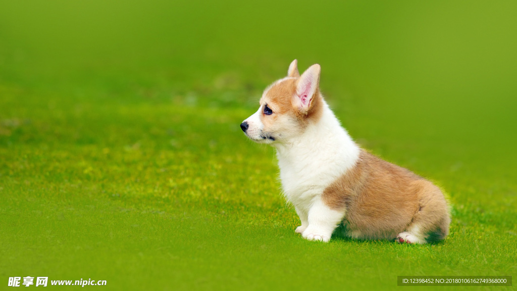 柯基犬