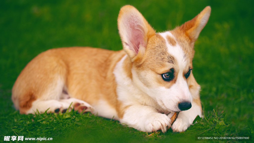 柯基犬