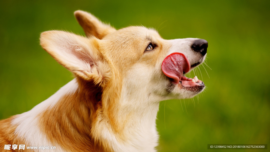 柯基犬