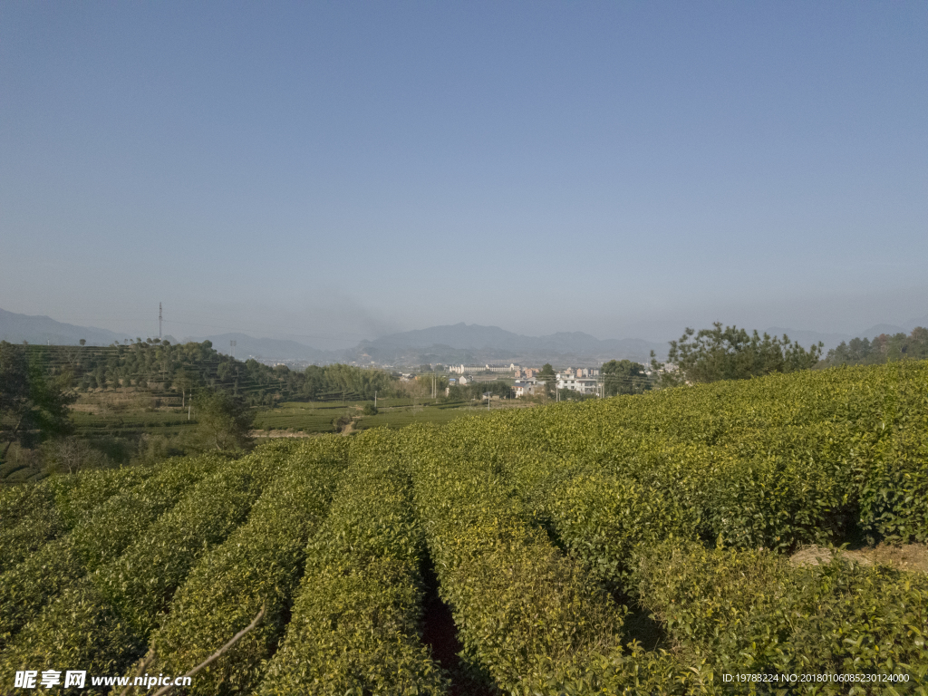 茶园风景照