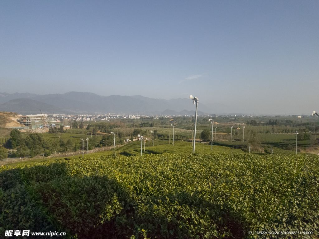 茶园风景照