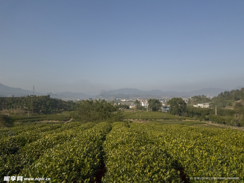 茶园风景照