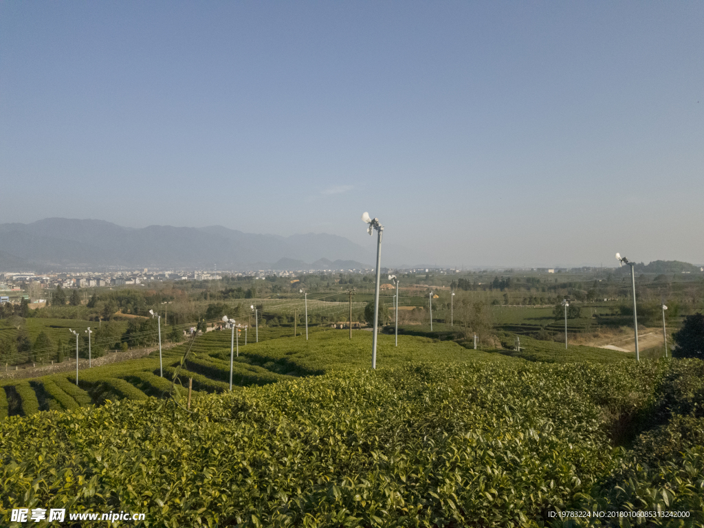 茶园风景照