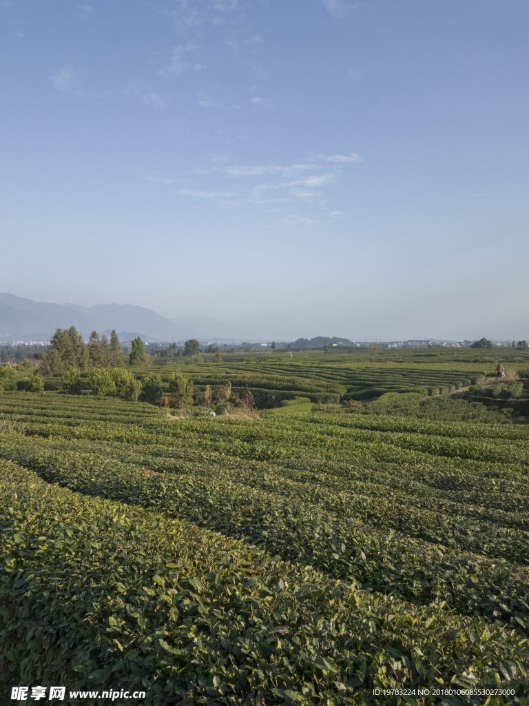 茶园风景照