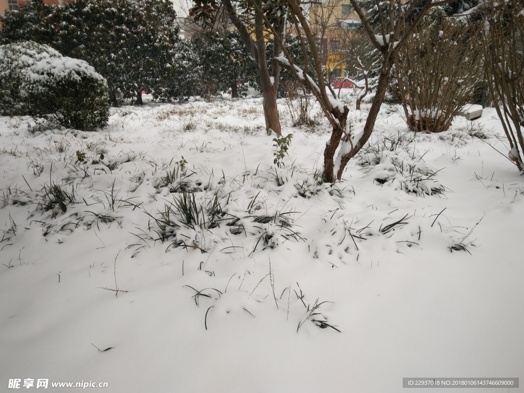 雪中草