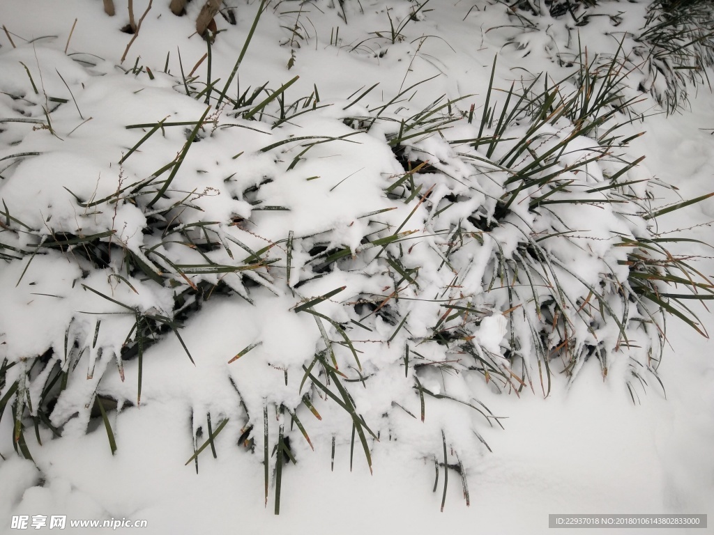 雪中草