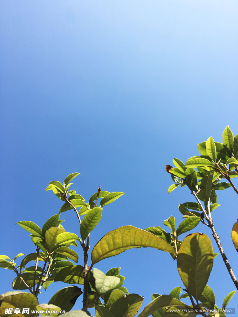 茶树