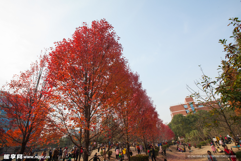 湖南农业大学枫叶