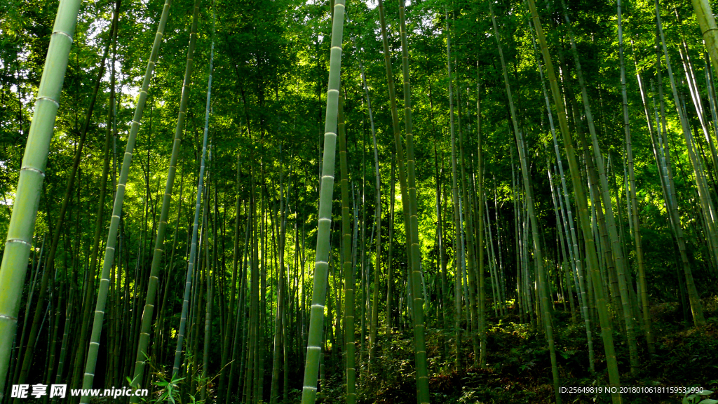 竹林茂密