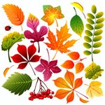 秋季红叶树叶矢量背景素材